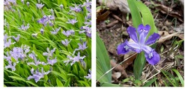 Beautiful 20 Wild Crested Iris roots Home and Garden - £49.36 GBP