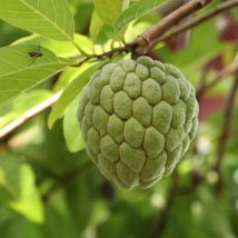 Graviola Annona Muricata Sweetsop Delicious Fruit - 20 Seeds - $12.45