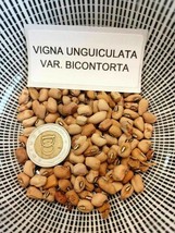 Explosive Cowpea - Vigna unguiculata var. bicontorta - 5+ seeds - H 098 - £1.72 GBP