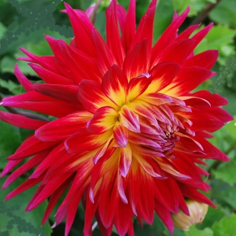 1 Bulb Dahlia MANHATTAN ISLAND Flower For Garden - $28.00