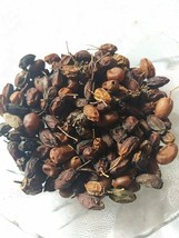 100 gms Organic Dried NEEM Fruit SEEDS NIMBOLI Azadirachta Indica  FREE ... - £11.61 GBP