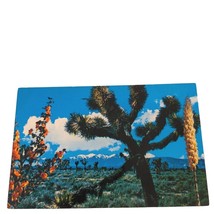 Postcard Joshua Trees Of The Southwest Chrome Unposted - £6.72 GBP