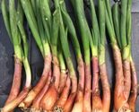 15 Organic Catawissa Egyptian Walking Onions Bare Root Live Plants Zone ... - £11.20 GBP