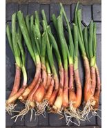 15 Organic Catawissa Egyptian Walking Onions Bare Root Live Plants Zone 3-10 - $13.95