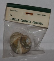 Vintage Sea Shells Turban Shell Turbinidae Lunella Coronata Coreensis B1 - £2.71 GBP