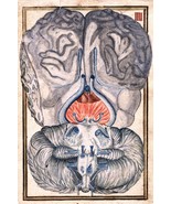 11855.Decor Poster.Room wall.Home design.Human brain anatomy.Vintage ear... - $17.10+