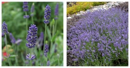 Lavender Imported Provence Bright Purple Lavandula Angustifolia 200 Pcs Seeds - £15.89 GBP