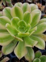 Aeonium Luteovariegatum (4&quot;Pot) - £8.68 GBP