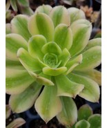 Aeonium Luteovariegatum (4&quot;Pot) - $15.03 CAD