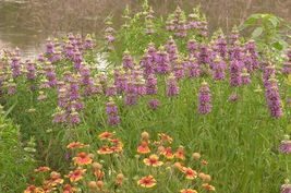 301 Lemon Mint Flower Seeds Wildflower Herb Garden Container Perennial Native - £9.60 GBP