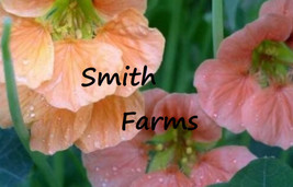 PPA 25+ Seeds Nasturtium Terry Bittock Flowers Pink Peach Orange - £5.27 GBP