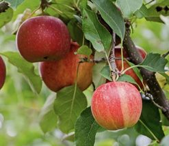 10 Apple Tree Seeds Pink Gala Apple - £3.97 GBP