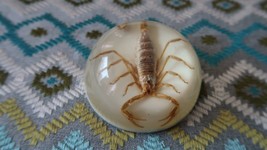 Vintage Collectible Maack Co. REAL SCORPION Round Dome Lucite Paperweigh... - $38.41