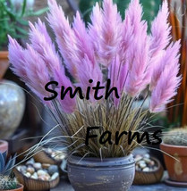 100 Seeds Purple Dwarf Pampas Grass Pots Baskets Beautiful Garden Fresh USA Gard - $12.49