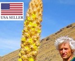Puya Yakespala Yakespala Bromeliad Yellow Desert Bromeliad 10 Seeds Fres... - $21.24