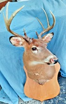 Shoulder Mount 9 Point White Tail Deer Real Antler Buck Taxidermy - £328.95 GBP
