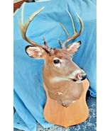 Shoulder Mount 9 Point White Tail Deer Real Antler Buck Taxidermy - £334.45 GBP