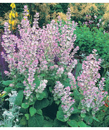 50 Seeds - Organic - Clary Sage Salvia sclarea var. turkestanica - $12.95