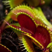 Catchfly Potted Plant Garden Venus Fly Trap Insectivorous Plant 100 PCS ... - $166.09 MXN
