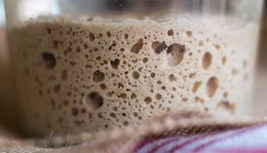 tangy sassy san francisco sourdough starter 150+ yrs old and sour SALLY 5 - $8.71