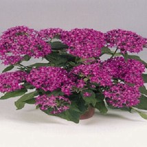 USA Seller 25 Seeds Pentas Graffiti Violet Pentas Seeds Fast Shipping - $18.70