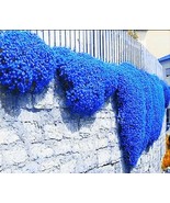 Creeping Thyme Herb Flower Seeds Thymus Serpyllum Ground Cover Blue Fs41... - $87.80 MXN