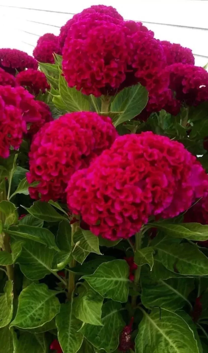 Heirloom Giant Magenta Celosia  Flower Seeds Cockscomb 150 AUTHENTIC Seed - $5.59