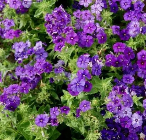 100 Seeds Phlox Beauty Blue Dwarf Blooms Flowers Seeds Non-GMO - $5.99