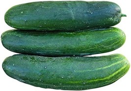 BEST 25 Seeds Easy To Grow Raider Cucumber Hybrid Vegetable Pickling - £7.52 GBP