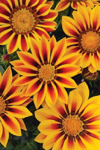 50 Gazania Seeds New Day Red Stripe Flower Seeds Fresh Seeds Gardening USA - £17.33 GBP