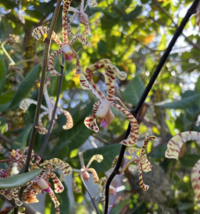 2 cuts Scorpion Vanda Orchid 7+  height cut Arachnis Rare &amp; Exotic orquide - $39.71