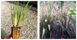 Purple Fountain Grass Plug Starter Plant Houseplant  - £30.67 GBP