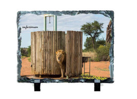 MALE LIONS #9000 on 6 x 8 SUBLISLATE - $14.80