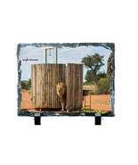 MALE LIONS #9000 on 6 x 8 SUBLISLATE - $14.80