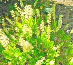 30 White Dove Sweet Pepperbush Seeds Clethra Alnifolia White Dove Fresh Seeds Ga - £9.98 GBP