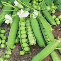 Little Marvel English Shelling Pea Sweet Peas Vegetable USA Fast Shipping - $14.95