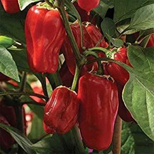 PM Sweet Heat Hybrid Sweet Pepper Seeds - Spicy Taste with a Smoky Flavo... - $3.98