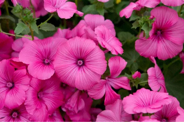 Rose Mallow Tanagra Organic Fresh Seeds - £9.40 GBP