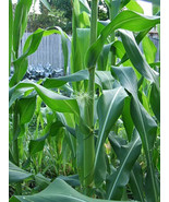 35 Tall Giant Goliath Yellow Corn Seeds-1205 - $2.98