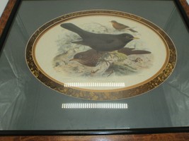 J. G. Keulemans Framed Print Picture Grafiche Tasgotti Italy “MERULA MER... - £112.20 GBP