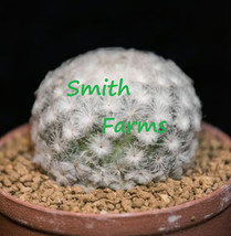 VP 10+ Seeds Feather Cactus Mammillaria Plumosa Round Flowers Fluffy White - $6.04