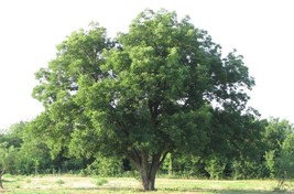 Pecan Tree seedlings 18-30 inches tall (large size seedlings, 3 years old) - $29.65