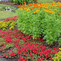 USA Seller 300 African Marigold Seeds Annual 3 Ft Tall Summer Fall Flowe... - £11.86 GBP