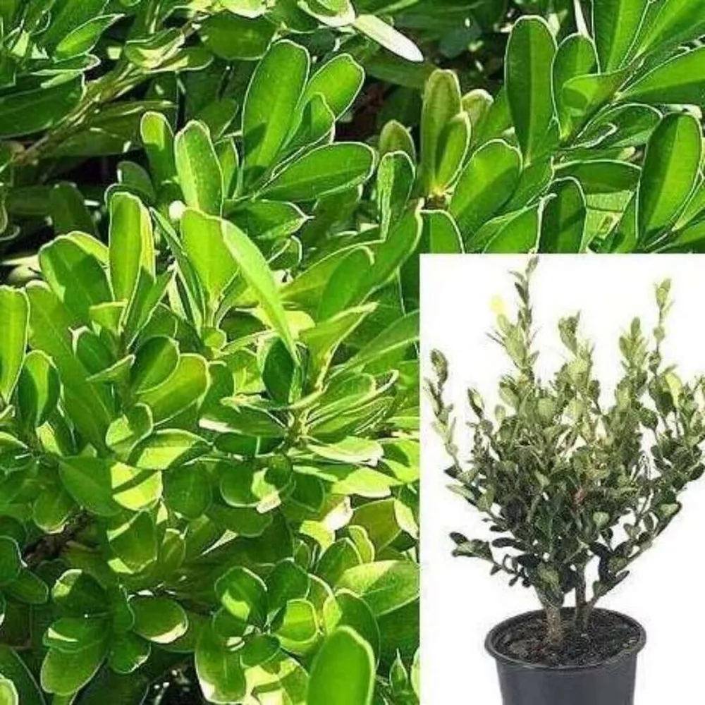 Buxus Microphylla Japonica Green Beauty 5Gallon Japanese Boxwood Bush Plant  - £102.27 GBP