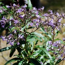 Yerba Santa Seeds Eriodictyon Californicum 20 Seeds Usa Fast Shipping - £14.31 GBP