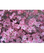5 Flowering PINK DOGWOOD Cornus TREE Seeds - $9.91