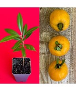 Pitomba BIG Fruit Selection Eugenia Luschnathiana Pot Starter Starter Tree Pot - $24.05