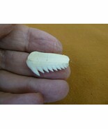 s1964-18 RARE 1&quot; modern Six GILL BLUNTNOSE COWSHARK Shark T**th tooth sp... - €19,60 EUR