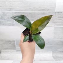 Philodendron Black Cardinal, Blushing Cardinal live house plant in 3 inc... - $33.00