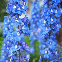 THJAR 50 Blue Bird Delphinium Seeds Perennial Garden Flower Bloom Seed Flowers 7 - £6.54 GBP